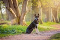 Puppy East European Shepherd walks in the summer forest