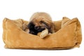 Puppy eating bone in dog bed Royalty Free Stock Photo