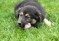 Puppy eating on the lawn