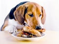 Puppy eating roasted chicken legs