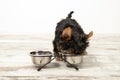 A puppy eats from a bowl in a room. Beautiful interior. Dog ration Royalty Free Stock Photo