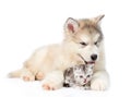 Puppy embracing scottish kitten. isolated on white background Royalty Free Stock Photo