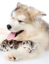 Puppy embracing sleeping kitten. isolated on white background Royalty Free Stock Photo