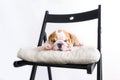 Puppy of englich bulldog lying down on chair with pillow Royalty Free Stock Photo