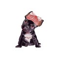 Puppy English bulldog isolated on white background. Black dog French Bulldog breed standing.Cute dog. Watercolor. Royalty Free Stock Photo