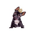 Puppy English bulldog isolated on white background. Black dog French Bulldog breed standing.Cute dog. Watercolor. Royalty Free Stock Photo