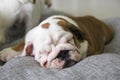 Puppy of the English bulldog lies on white pillows on a sofa Royalty Free Stock Photo
