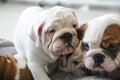 Puppy of the English bulldog lies on white pillows on a sofa Royalty Free Stock Photo