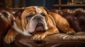 AI Generative. Puppy of the English bulldog relax on the sofa