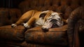 AI Generative. Puppy of the English bulldog sleep on the sofa