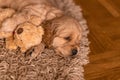 Puppy English Cocker Spaniel sitting, Little dog lying on the carpet with a soft toy, place for text Royalty Free Stock Photo