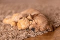 Puppy English Cocker Spaniel sitting, Little dog lying on the carpet with a soft toy, place for text Royalty Free Stock Photo