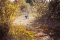 Puppy english french bulldog red white fur posing sit for camera in wild forest wearing casual clothes.Cute little bull dog walkin Royalty Free Stock Photo