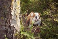 Puppy english french bulldog red white fur posing sit for camera in wild forest wearing casual clothes.Cute little bull dog walkin Royalty Free Stock Photo