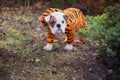 Puppy english french bulldog red white fur posing sit for camera in wild forest wearing casual clothes.Cute little bull dog walkin Royalty Free Stock Photo
