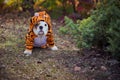 Puppy english french bulldog red white fur posing sit for camera in wild forest wearing casual clothes.Cute little bull dog walkin Royalty Free Stock Photo