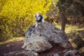 Puppy english french bulldog red white fur posing sit for camera in wild forest wearing casual clothes.Cute little bull dog walkin Royalty Free Stock Photo