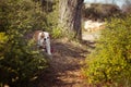 Puppy english french bulldog red white fur posing sit for camera in wild forest wearing casual clothes.Cute little bull dog walkin Royalty Free Stock Photo