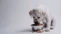 Puppy Enjoying Meal Time. Generative ai Royalty Free Stock Photo