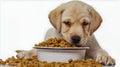 Puppy Enjoying Meal Time. Generative ai Royalty Free Stock Photo