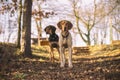 puppy of european sled dog great for mushing