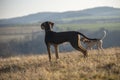 puppy of european sled dog great for mushing