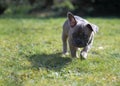 Puppy exploring garden outside Royalty Free Stock Photo