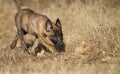 Puppy exploring outdoors is camouflage in autumn scenery Royalty Free Stock Photo