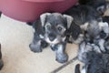 Puppy eyed miniature schnauzer