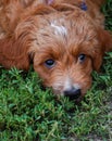 Puppy eyes. Sweet puppy laying in the grass. Royalty Free Stock Photo