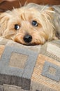 Puppy Face Royalty Free Stock Photo