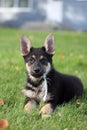 German Shepherd Puppy and Feather