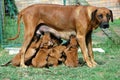 Puppy feeding time Royalty Free Stock Photo