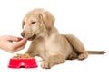 Puppy feeding Royalty Free Stock Photo