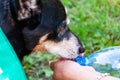 Puppy feel thirsty in summer. Dog thirst at hot weather. Drinking water. Refreshing drink. Thirsty dog drinking water outdoor. Dog Royalty Free Stock Photo