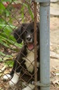 Puppy at the fence Royalty Free Stock Photo