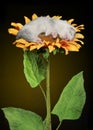 Puppy ferret sleeping on a sunflower on a yellow background Royalty Free Stock Photo