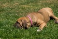 Puppy of Fila Brasileiro (Brazilian Mastiff)