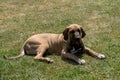 Puppy of Fila Brasileiro (Brazilian Mastiff)