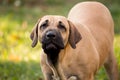 Puppy of Fila Brasileiro (Brazilian Mastiff)