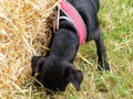 A puppy finds new scents amongst the grass and hay Royalty Free Stock Photo