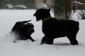 Puppy flirts to the mother. Giant Schnauzers. Royalty Free Stock Photo