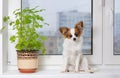 Puppy and flower on window