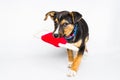 Puppy found hit by car and rescued with injured paws with red toy on white background