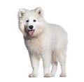 Puppy four months old Samoyed sitting and panting, isolated on white Royalty Free Stock Photo