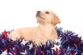 Puppy in fourth of july decorations