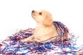 Puppy in fourth of july decorations