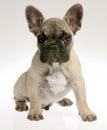 Puppy french bulldog