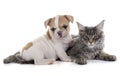 Puppy french bulldog and cat