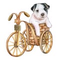 Puppy French Bulldog and a decorative bicycle. Dog in a basket isolated on white background. Watercolor